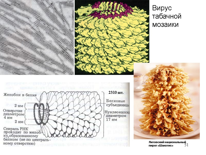51 Вирус табачной мозаики Литовский национальный пирог «Шакотис» 2310 шт.